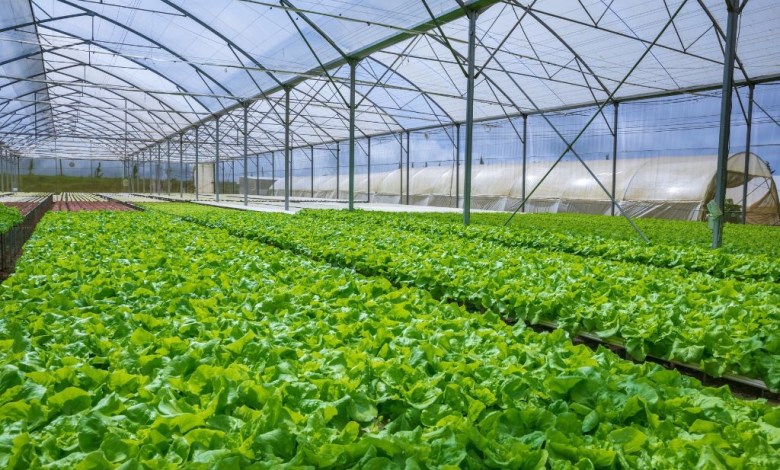 الصوب الزراعية 1