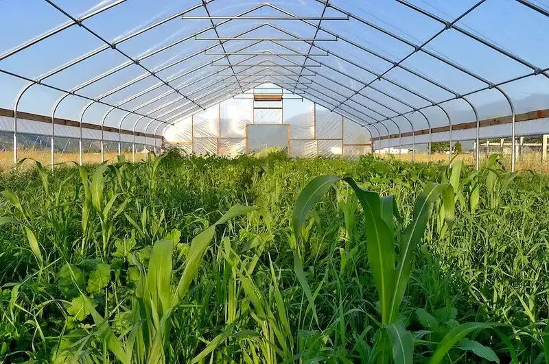 انواع اغطية البيوت المحمية